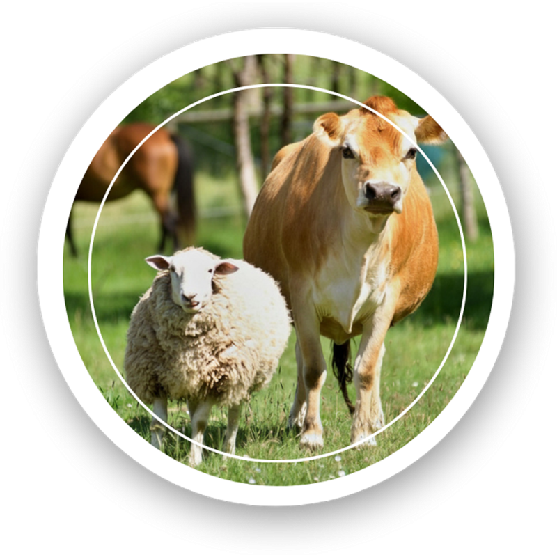 Operador de Produção Agropecuária