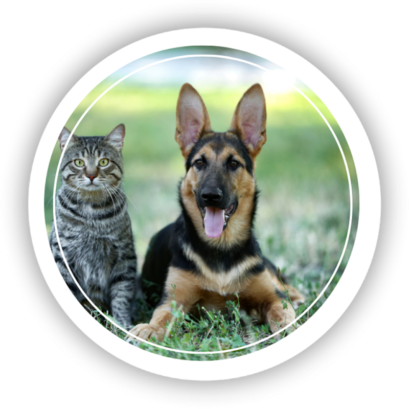 Técnico Cuidador de Animais de Companhia