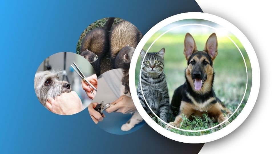 Curso Profissional de Técnico Cuidador de Animais de Companhia